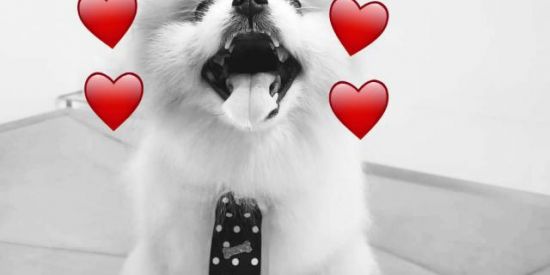 Imagem do grupo de WhatsApp STICKERS E ZOEIRA