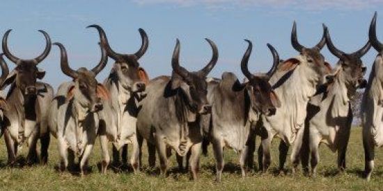 Imagem do grupo de WhatsApp Associação dos cornos🐂