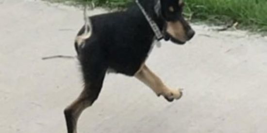 Imagem do grupo de WhatsApp Shoraste?😭