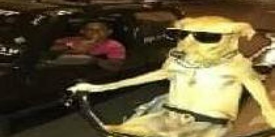 Imagem do grupo de WhatsApp Figurinhas Aleatórias