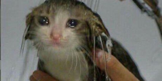 Imagem do grupo de WhatsApp UM GRUPO QUALQUER DE ZUERA