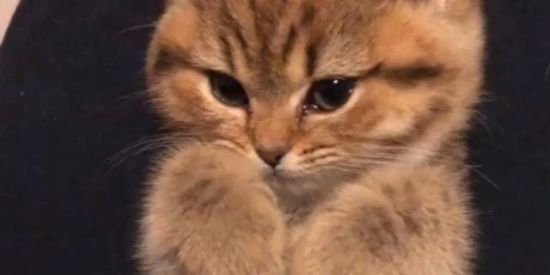 Imagem do grupo de WhatsApp Zueira