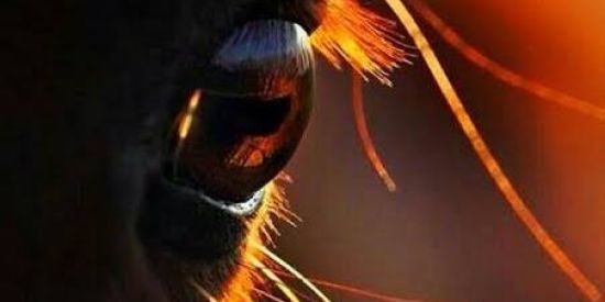 Imagem do grupo de WhatsApp vaqu.eras toppp🐴❤️