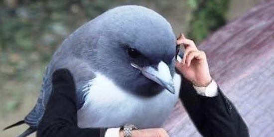 Imagem do grupo de WhatsApp Amiguinhos da zoeira