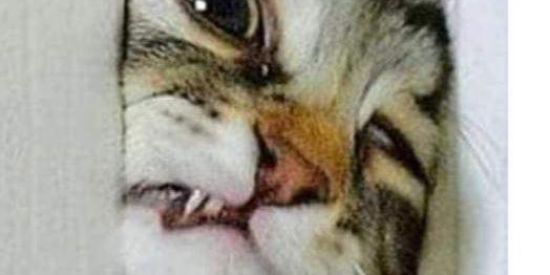 Imagem do grupo de WhatsApp Figurinhas