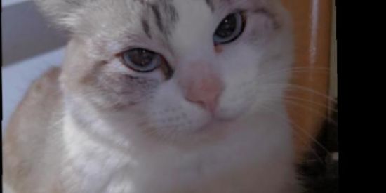 Imagem do grupo de WhatsApp FIGURINHAS.2