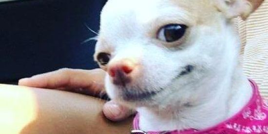 Imagem do grupo de WhatsApp Só videos engraçados