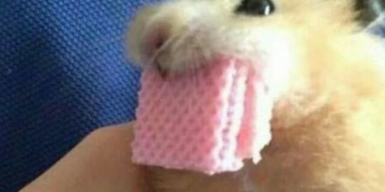 Imagem do grupo de WhatsApp Grupo do Rato kk