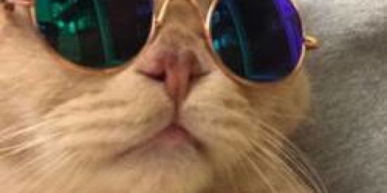 Imagem do grupo de WhatsApp 👿LOMOTIF👿