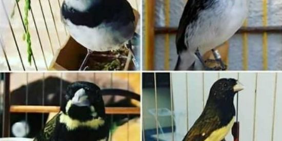 Imagem do grupo de WhatsApp Só manejo 🦜😍