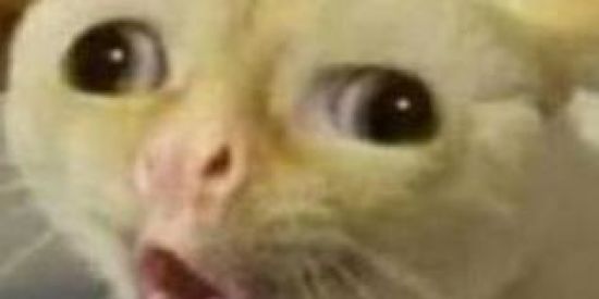 Imagem do grupo de WhatsApp Grupo de figurinhas