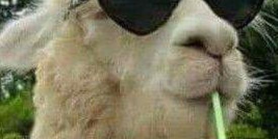 Imagem do grupo de WhatsApp tiktokrs