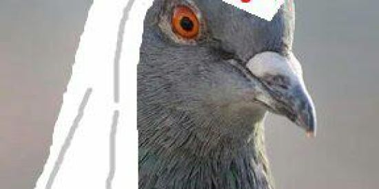 Imagem do grupo de WhatsApp Odeio os Pombos