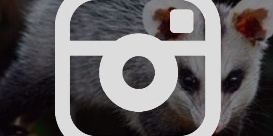 Imagem do grupo de WhatsApp 🦨 Tropa LD 🦨