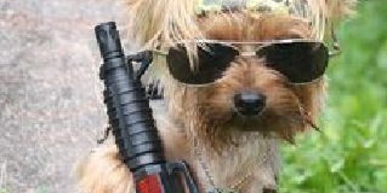 Imagem do grupo de WhatsApp Divulgação de canal🐷