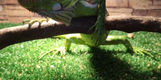 Imagem do grupo de WhatsApp Tédio na Quarentena