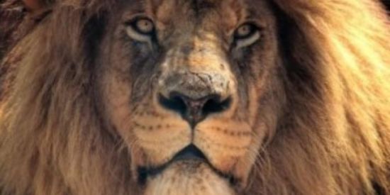 Imagem do grupo de WhatsApp 🚩🦁MEGA 16:00🦁🚩