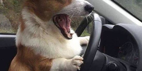 Imagem do grupo de WhatsApp SO FIGURINHAS 😏