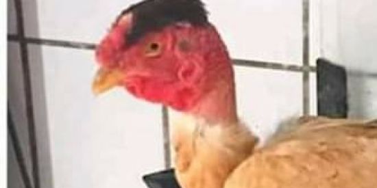 Imagem do grupo de WhatsApp Gang da Franga