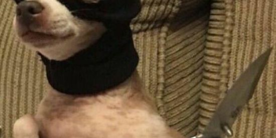 Imagem do grupo de WhatsApp 🃏 Lá Casa De Figurinhas  🃏