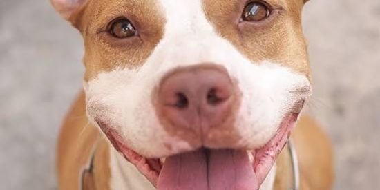 Imagem do grupo de WhatsApp Adoção de Cães RJ 🐶