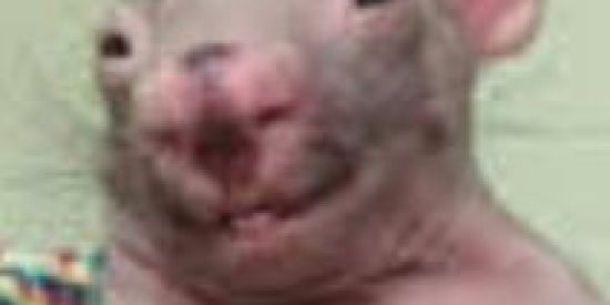 Imagem do grupo de WhatsApp ༺S H I T P O S T༻