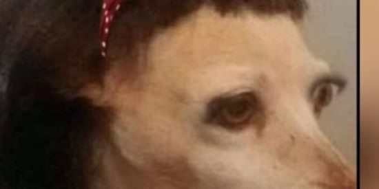 Imagem do grupo de WhatsApp QUARENTENA CHECK