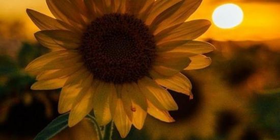 Imagem do grupo de WhatsApp 🌻gιraѕѕol wallpaper🌻