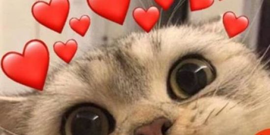 Imagem do grupo de WhatsApp UP OU BAN 🐱