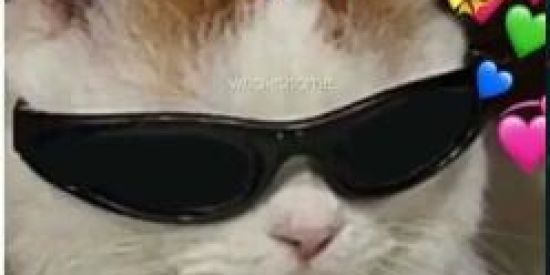 Imagem do grupo de WhatsApp MEMES