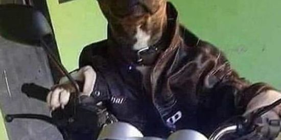 Imagem do grupo de WhatsApp Dog puto