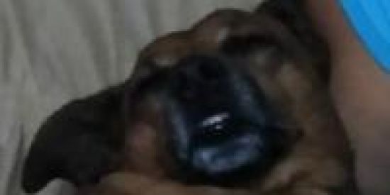 Imagem do grupo de WhatsApp SEGURA ALEK👽