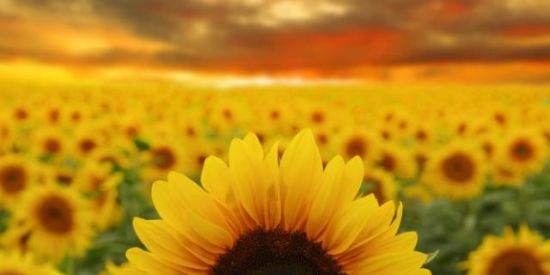 Imagem do grupo de WhatsApp Recrutamento 『ʀʙ1』🔥