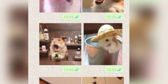 Imagem do grupo de WhatsApp Figurinhas e Memes