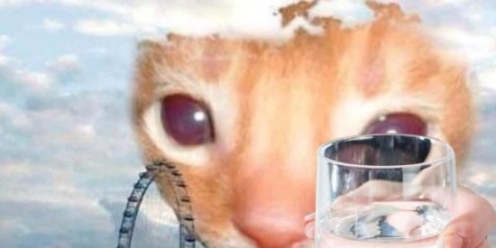 Imagem do grupo de WhatsApp 🐞Artistas sem propósito🐞