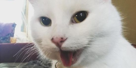 Imagem do grupo de WhatsApp Figurinhas do zap 2.0