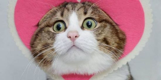 Imagem do grupo de WhatsApp O melhor para meu gatinho