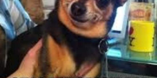 Imagem do grupo de WhatsApp Fotos/Vídeos engraçados 😂