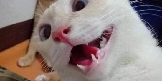 Imagem do grupo de WhatsApp Memes da vida