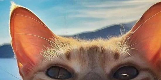 Imagem do grupo de WhatsApp SUPREMO