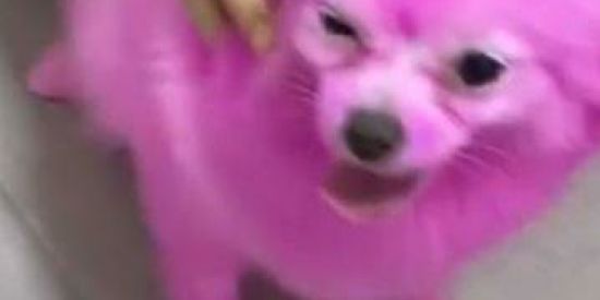 Imagem do grupo de WhatsApp 👽 SHITPOST +18 🔥