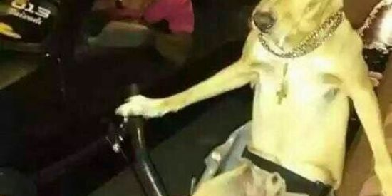 Imagem do grupo de WhatsApp 🆂🅷🅸🆃🅿︎🅾︎🆂🆃