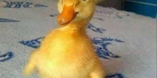 Imagem do grupo de WhatsApp FIGURINHAS ON 😈🔥 2