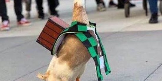 Imagem do grupo de WhatsApp 🌚 Figurantes 🌝