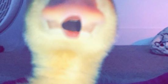 Imagem do grupo de WhatsApp Shitpost 😎🤠😳✋