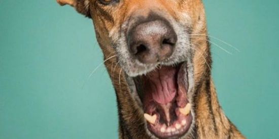 Imagem do grupo de WhatsApp Só videos engraçados