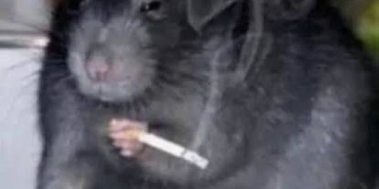 Imagem do grupo de WhatsApp 🐭Bonde do Rato TrAvAzAp🐀