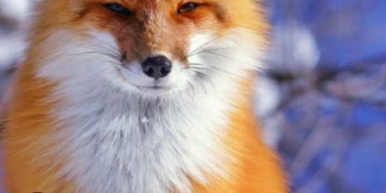 Imagem do grupo de WhatsApp 🦊|Strong Foxes 1.1