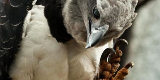 Imagem do grupo de WhatsApp Animalplanet