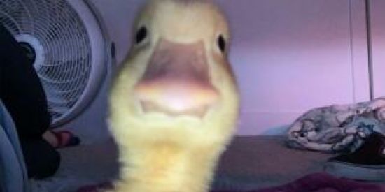 Imagem do grupo de WhatsApp Memes_brasil💖😂